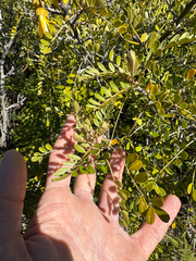 (c) Kyle Elshoff, some rights reserved (CC BY) Sophora chrysophylla, photograph (c) Kyle Elshoff, some rights reserved (CC BY)