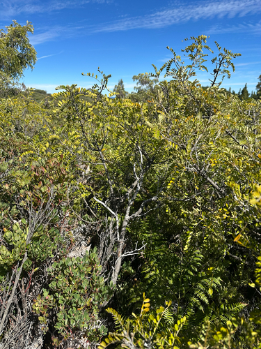 Sophora chrysophylla, photograph 5