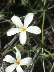 Phlox tenuifolia