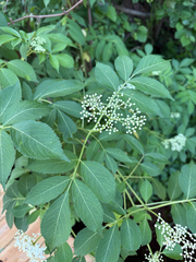 American black elderberry