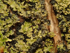 Pannaria minutiphylla