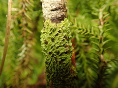 Pannaria minutiphylla