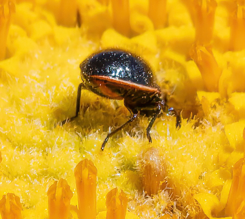 iNaturalist observation photo of California Bordered Plant Bug