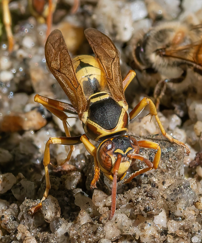 iNaturalist observation photo of Golden Paper Wasp