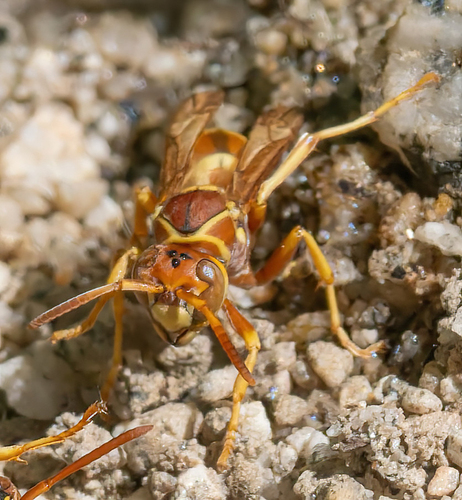 iNaturalist observation photo of Golden Paper Wasp