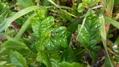 Paranaemia vittigera