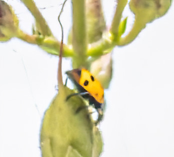 iNaturalist observation photo of Convergent Lady Beetle