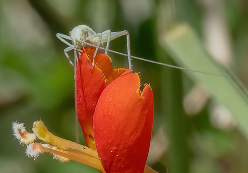 iNaturalist observation photo of Common Tree Crickets
