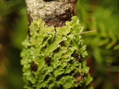 Pannaria minutiphylla