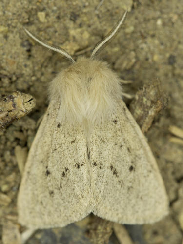 Wandering Tiger Moth photo 6