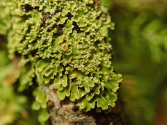 Pannaria minutiphylla