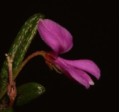Indigofera sp14