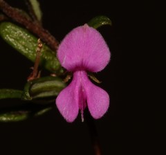 Indigofera sp14