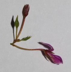 Indigofera sp14