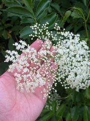 American black elderberry
