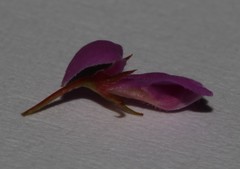 Indigofera sp14