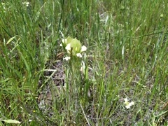 Castilleja densiflora