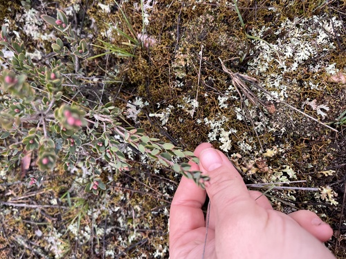 Daphne heath