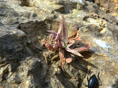 Dudleya verityi