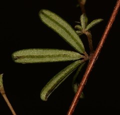 Indigofera sp14