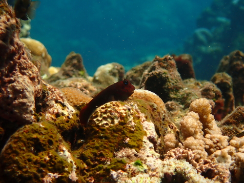 Cirripectes variolosus observed 2026-06-19
