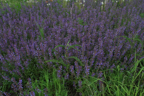 Dracocephalum nutans, photograph 4