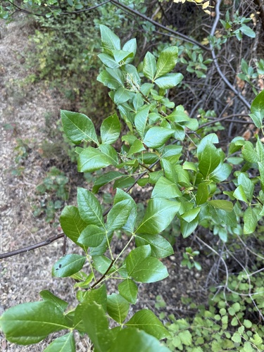 Ptelea crenulata, photograph 1