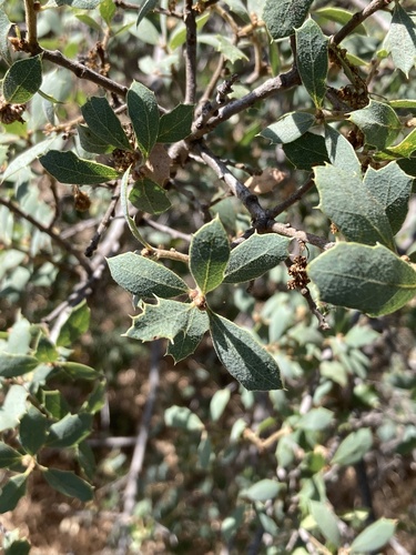 Quercus john-tuckeri, photograph 6