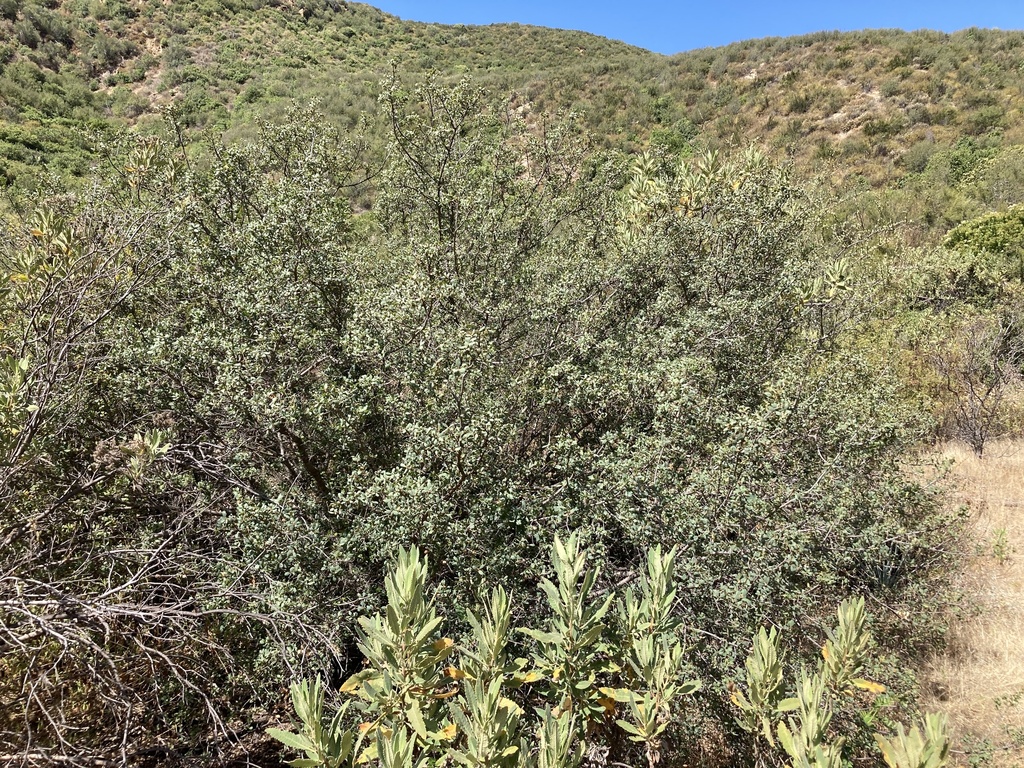 Quercus john-tuckeri; photograph (c) Adam J. Searcy, some rights reserved (CC BY)