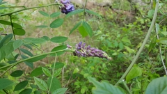 Wisteria frutescens