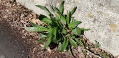 Plantago lanceolata