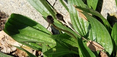 Plantago lanceolata