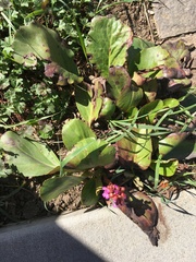 Bergenia crassifolia