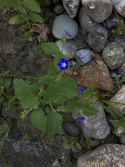 Phacelia viscida, photograph (c) Adam J. Searcy, some rights reserved (CC BY)