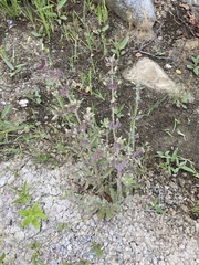 Erythranthe floribunda, photograph (c) Adam J. Searcy, some rights reserved (CC BY)