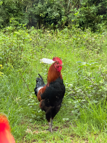 Red Junglefowl