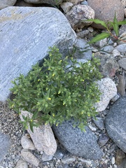 Mimetanthe pilosa, photograph (c) Adam J. Searcy, some rights reserved (CC BY)