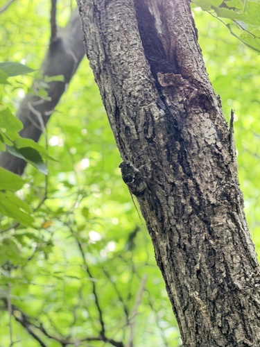 Robust Cicada