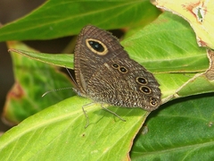 Ypthima argus