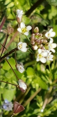 Capsella bursa-pastoris