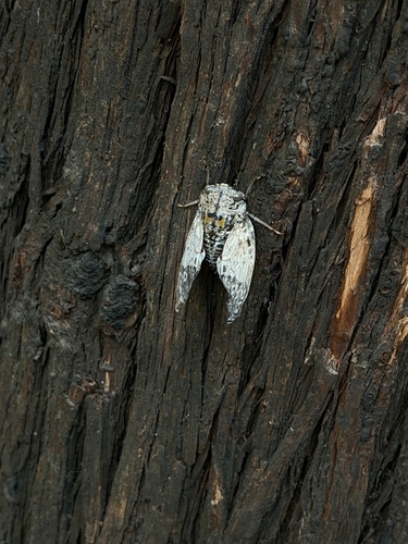 Kaempfer Cicada