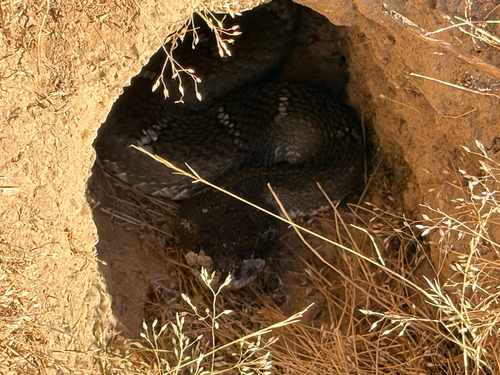 iNaturalist observation photo of Northern Pacific Rattlesnake