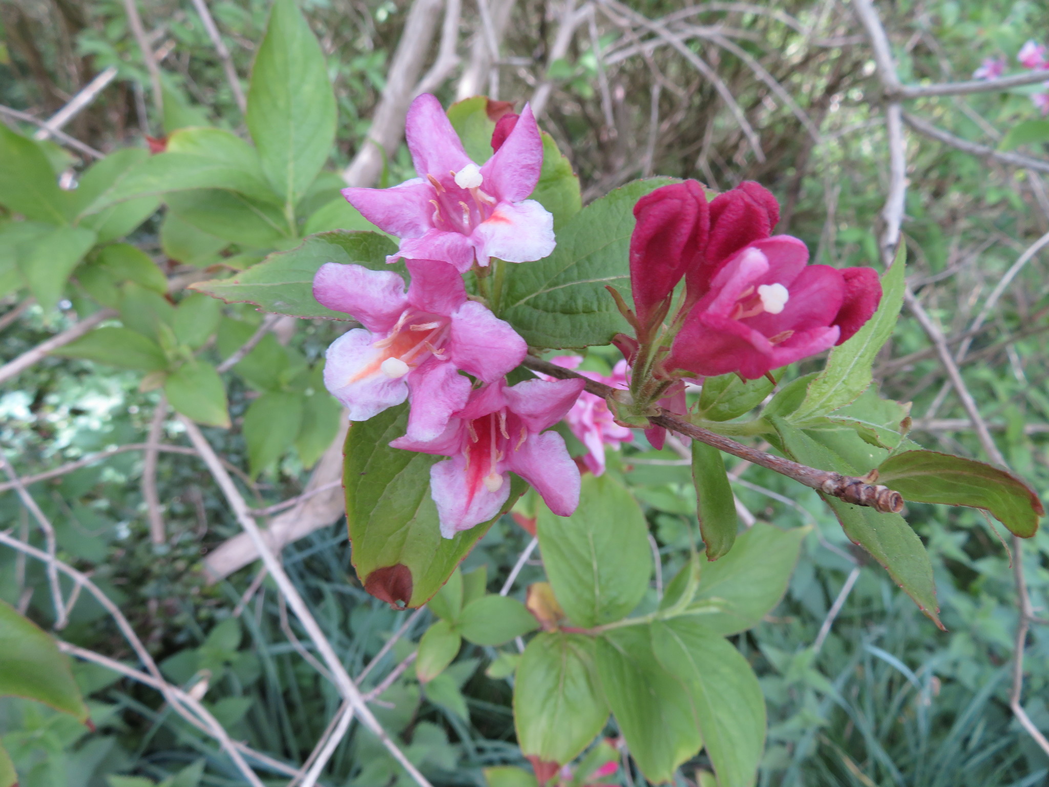 Weigela japonica