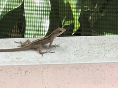 Anolis sagrei