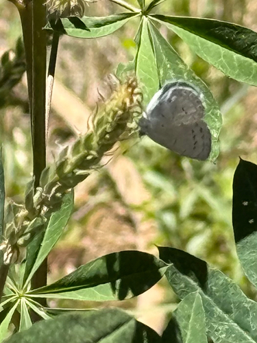 iNaturalist observation photo of Holarctic Azures