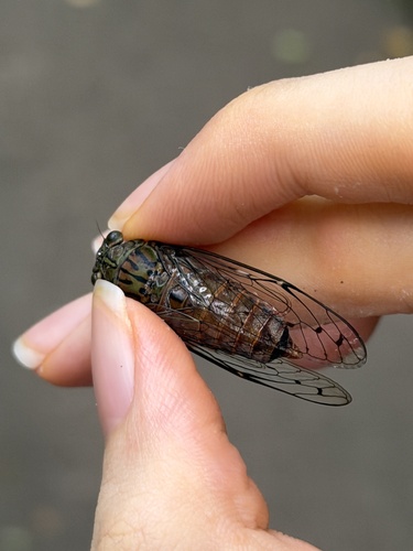 Leptosemia takanonis