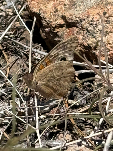 iNaturalist observation photo of Gray Buckeye