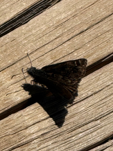 iNaturalist observation photo of Pacuvius Duskywing