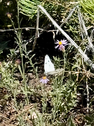 iNaturalist observation photo of Checkered White
