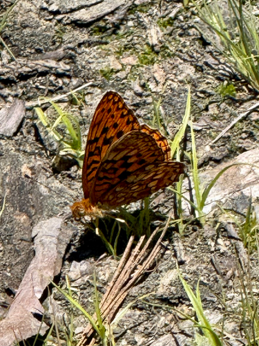 iNaturalist observation photo of Greater Fritillaries